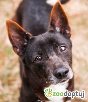 Do adopcji Sompolno