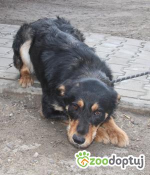 Do adopcji Nowy Dwór Mazowiecki