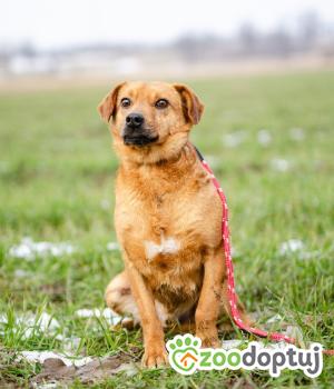 Do adopcji Warszawa