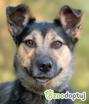 Do adopcji Warszawa