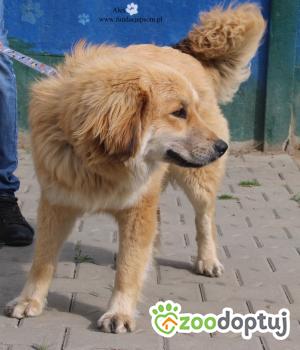 Do adopcji Nowy Dwór Mazowiecki