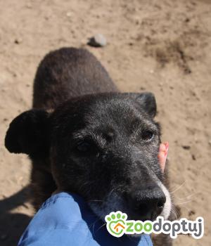 Do adopcji Nowy Dwór Mazowiecki