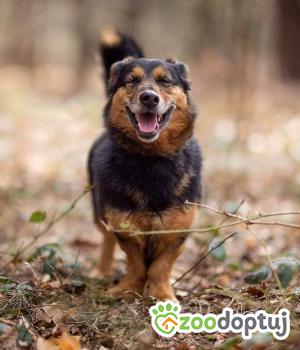Do adopcji Kielce