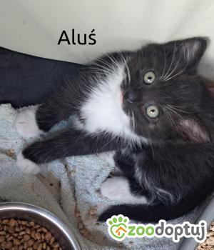 Do adopcji Cieszyn