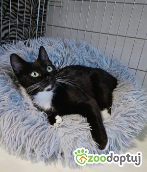 Do adopcji Wrocław