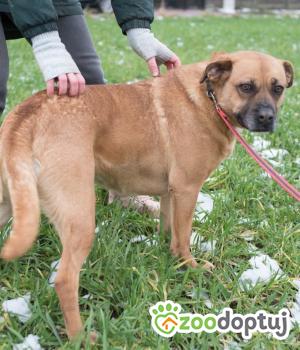 Do adopcji Warszawa