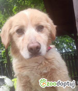 Do adopcji Rybnik