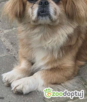 Do adopcji Zgierz