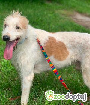 Do adopcji Mielec