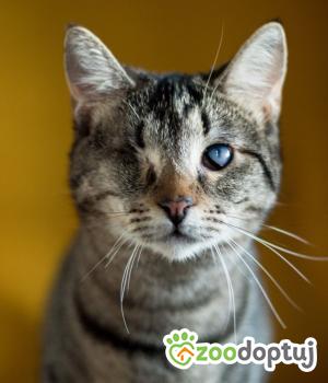 Do adopcji Białystok