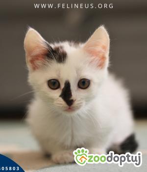 Do adopcji Rzeszów