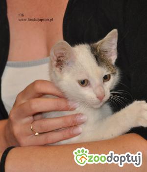 Do adopcji Nowy Dwór Mazowiecki