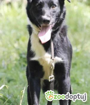 Do adopcji jaworzno