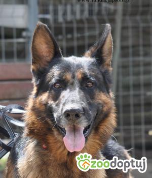 Do adopcji Nowy Dwór Mazowiecki