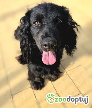 Do adopcji Stalowa Wola
