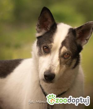 Do adopcji Myślenice