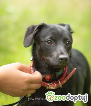 Do adopcji Myślenice