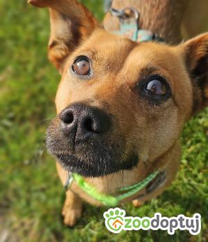 Do adopcji Stalowa Wola