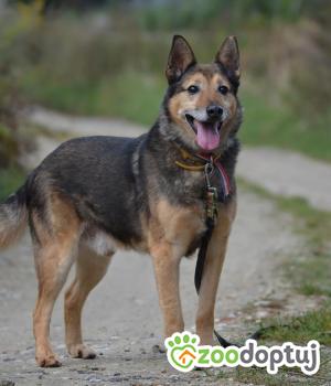Do adopcji Krotoszyn