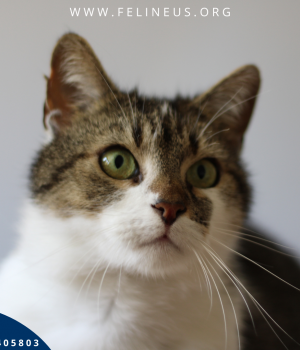 Do adopcji Rzeszów