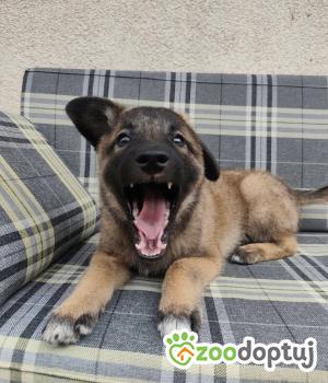 Do adopcji Radom