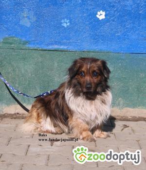 Do adopcji Nowy Dwór Mazowiecki