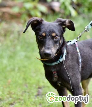 Do adopcji Warszawa