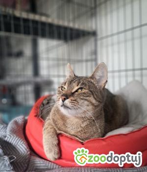 Do adopcji Głowno