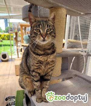 Do adopcji Cieszyn
