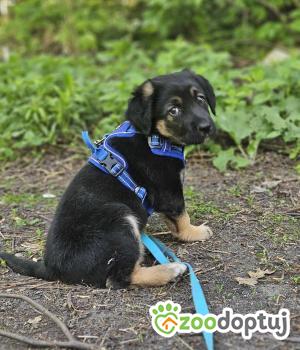 Do adopcji Zgierz