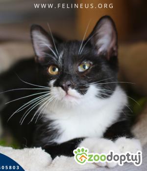 Do adopcji Rzeszów
