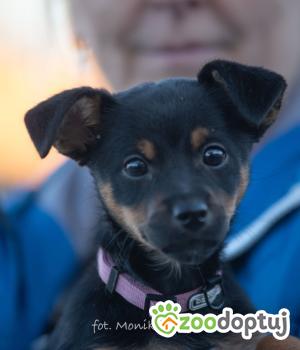 Do adopcji Myślenice