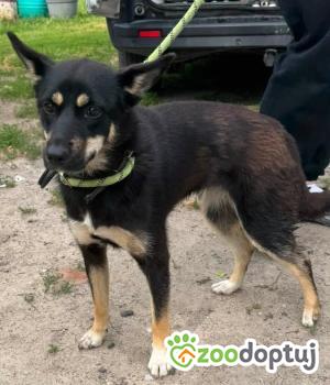 Do adopcji Zgierz