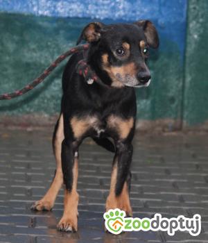 Do adopcji Nowy Dwór Mazowiecki