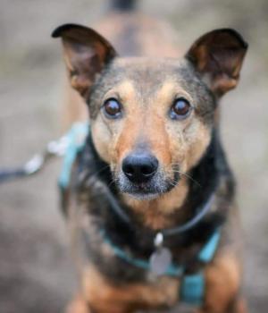 Do adopcji Warszawa