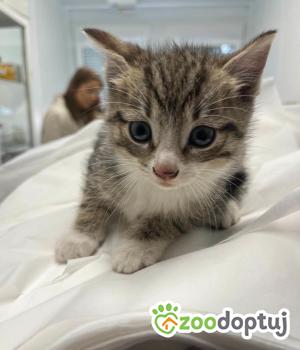 Do adopcji Olsztyn