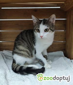 Do adopcji Głogów