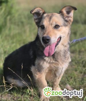 Do adopcji Warszawa