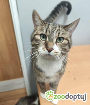 Do adopcji Głogów