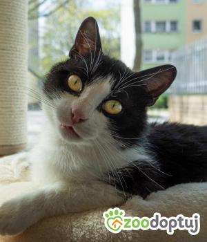 Do adopcji Warszawa