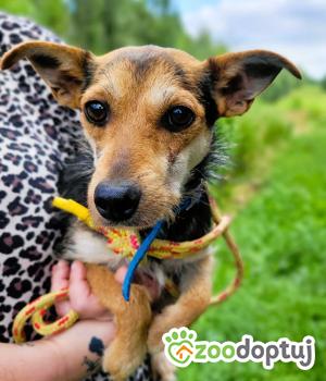 Do adopcji Łódź