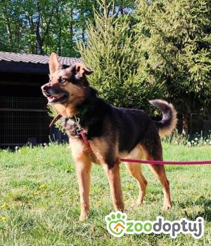 Do adopcji Zgierz