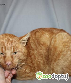 Do adopcji Nowy Dwór Mazowiecki