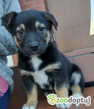 Do adopcji Radziejów