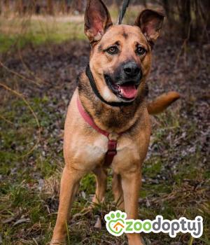 Do adopcji Głogów