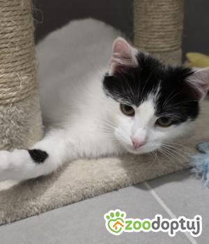 Do adopcji Stalowa Wola