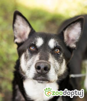 Do adopcji Bielsko-Biała