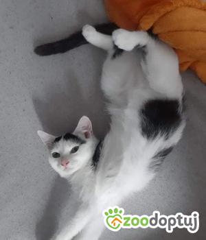 Do adopcji Rybnik