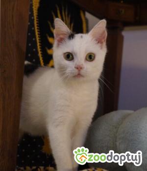 Do adopcji Poznań