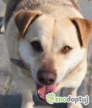 Do adopcji Mielec